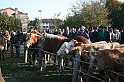 In prà della Antica Fiera di Arsego (6)